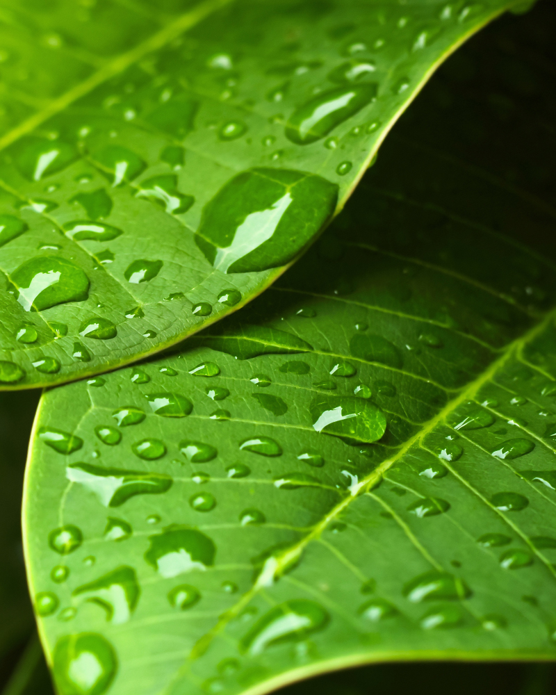 Close up image of a leaf and water droplets