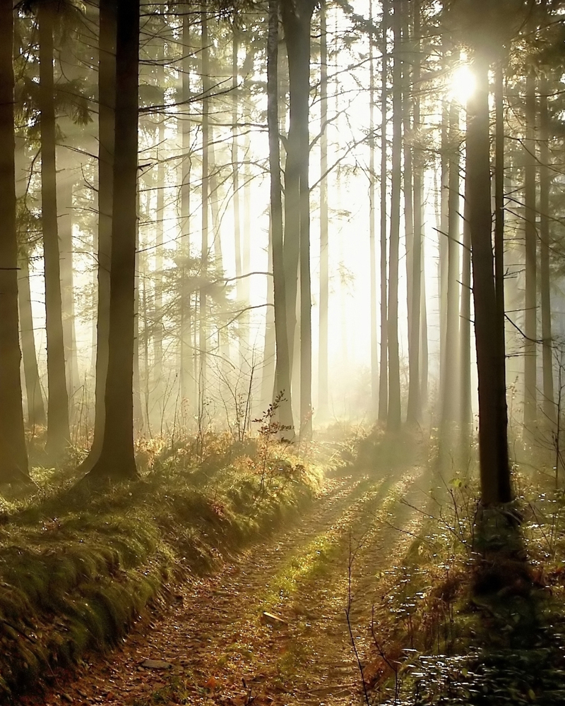 Sun light through the forest